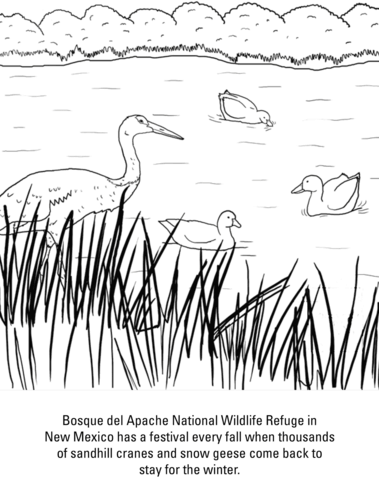 Sandhill Crane And Snow Geese Coloring Page